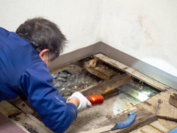 Best Water Damage Restoration  in Walce, LA