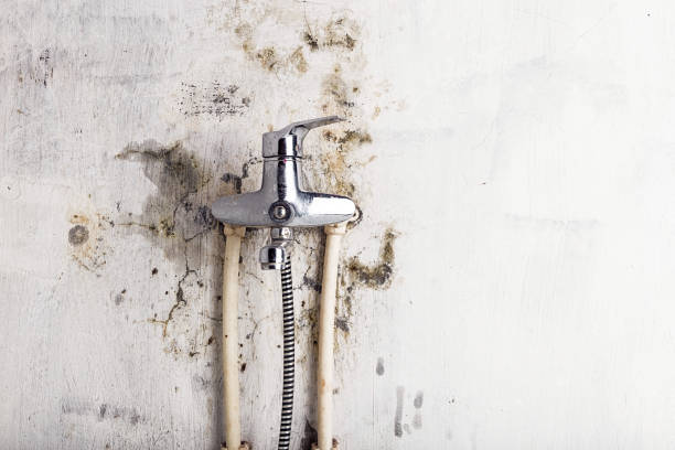 Best Black Mold Removal  in Walce, LA