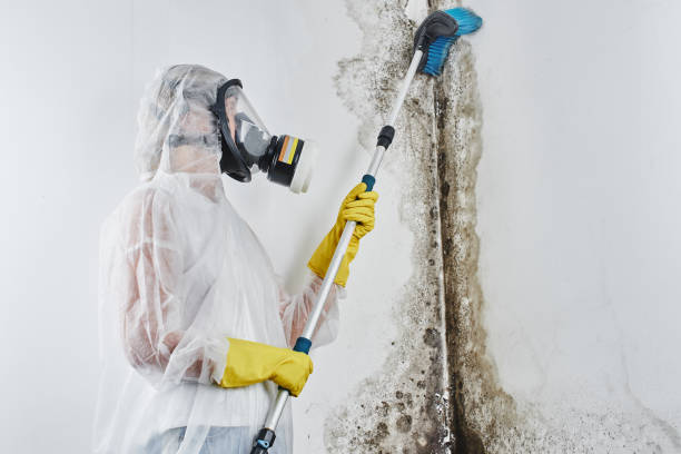 Best Attic Mold Removal  in Walce, LA