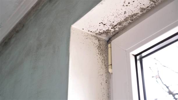 Best Mold Testing and Removal  in Walce, LA