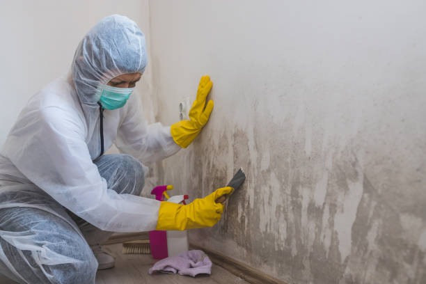 Best Mold Removal and Inspection  in Walce, LA