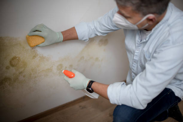 Best Affordable Mold Removal  in Walce, LA