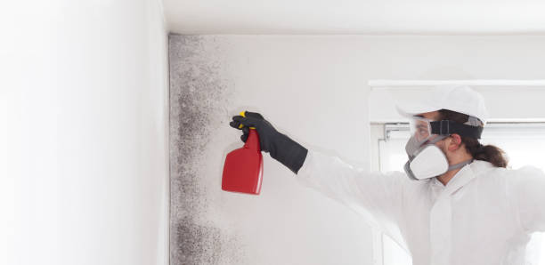 Best Toxic Mold Removal  in Walce, LA