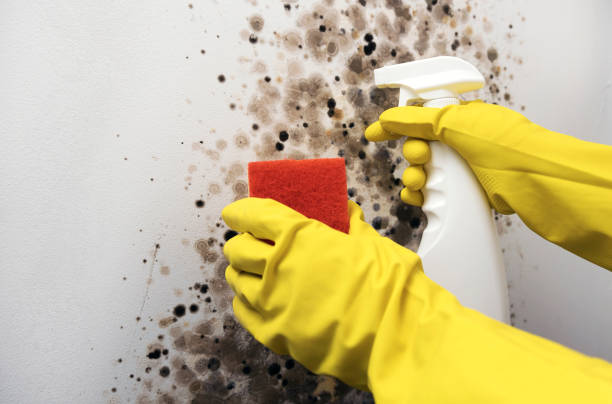 Best Local Mold Removal Service  in Walce, LA