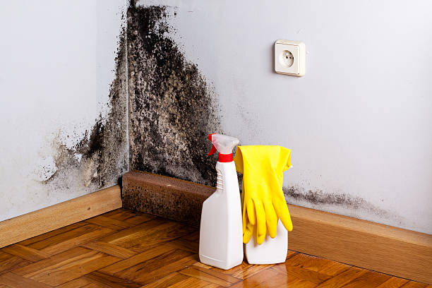 Best Certified Mold Removal  in Walce, LA