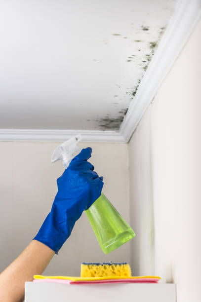 Best Fast Mold Removal  in Walce, LA