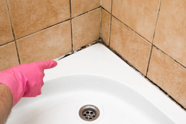 Best Mold Removal Specialists  in Walce, LA