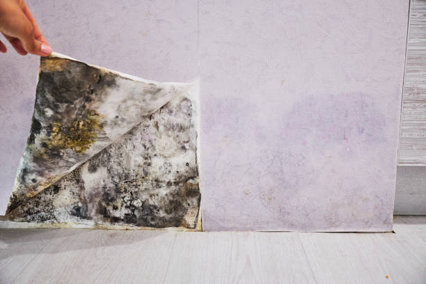 Best Mold Damage Repair  in Walce, LA